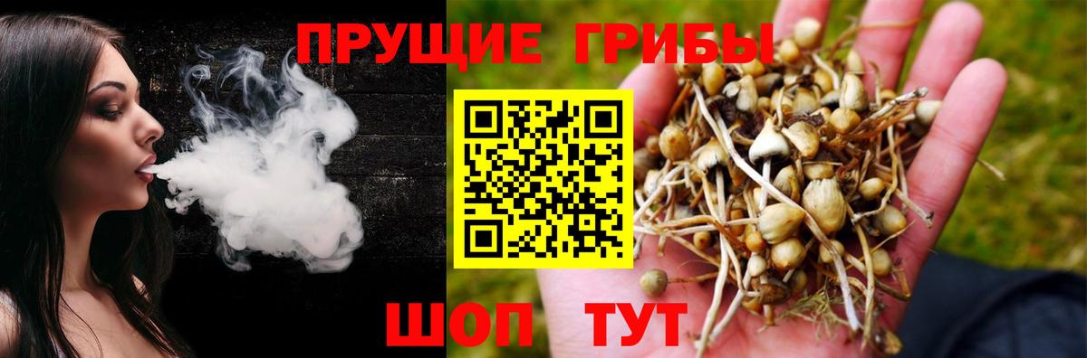 Псилоцибиновые грибы Psilocybe Тосно